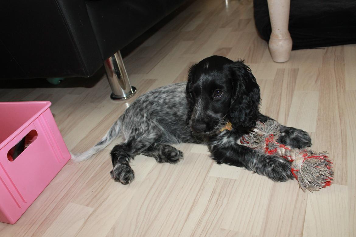 Cocker spaniel Luna <3 billede 22