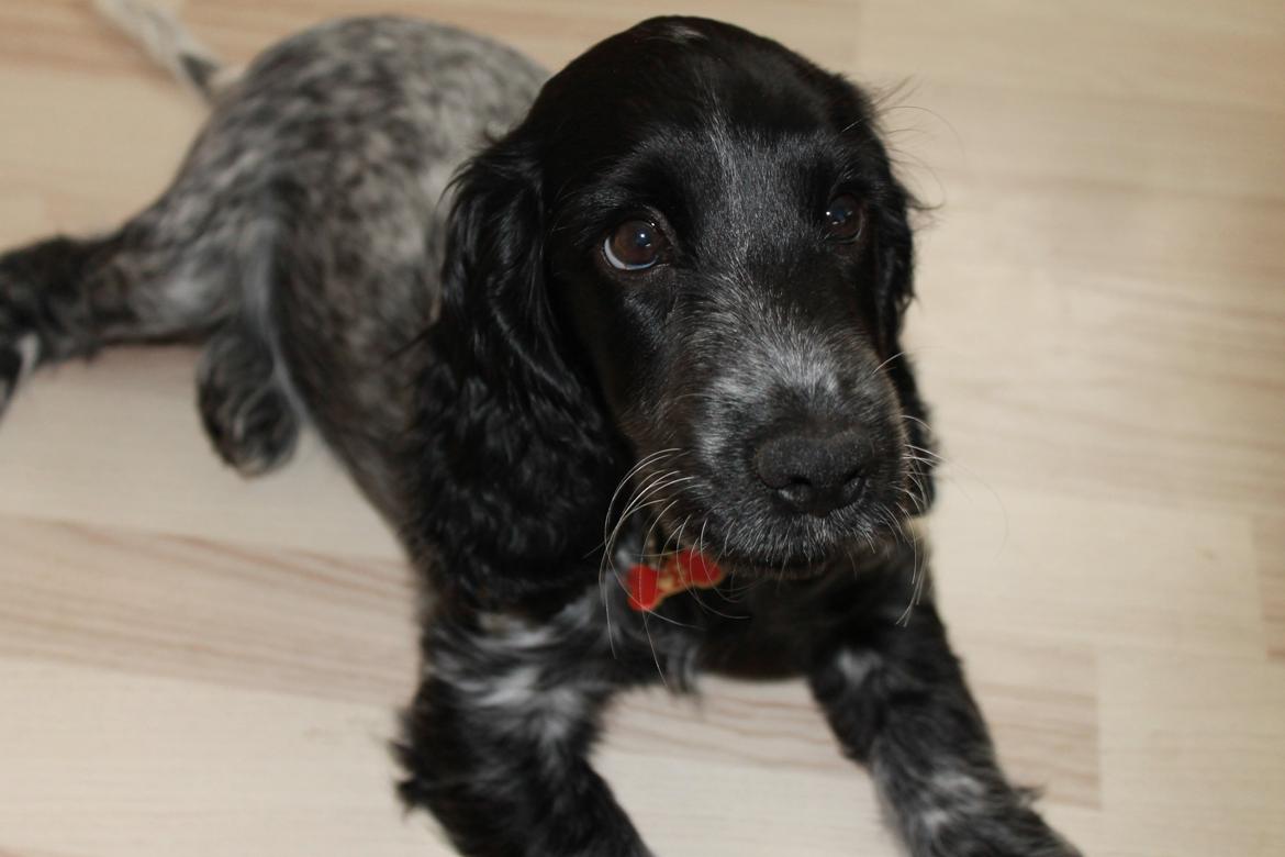 Cocker spaniel Luna <3 billede 23