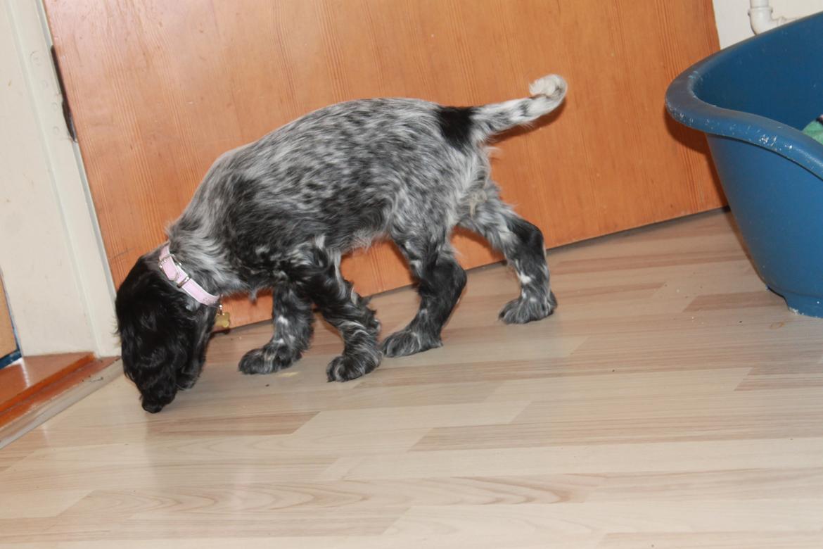 Cocker spaniel Luna <3 billede 24