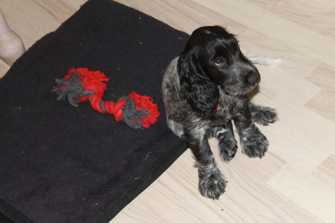 Cocker spaniel Luna <3 billede 25