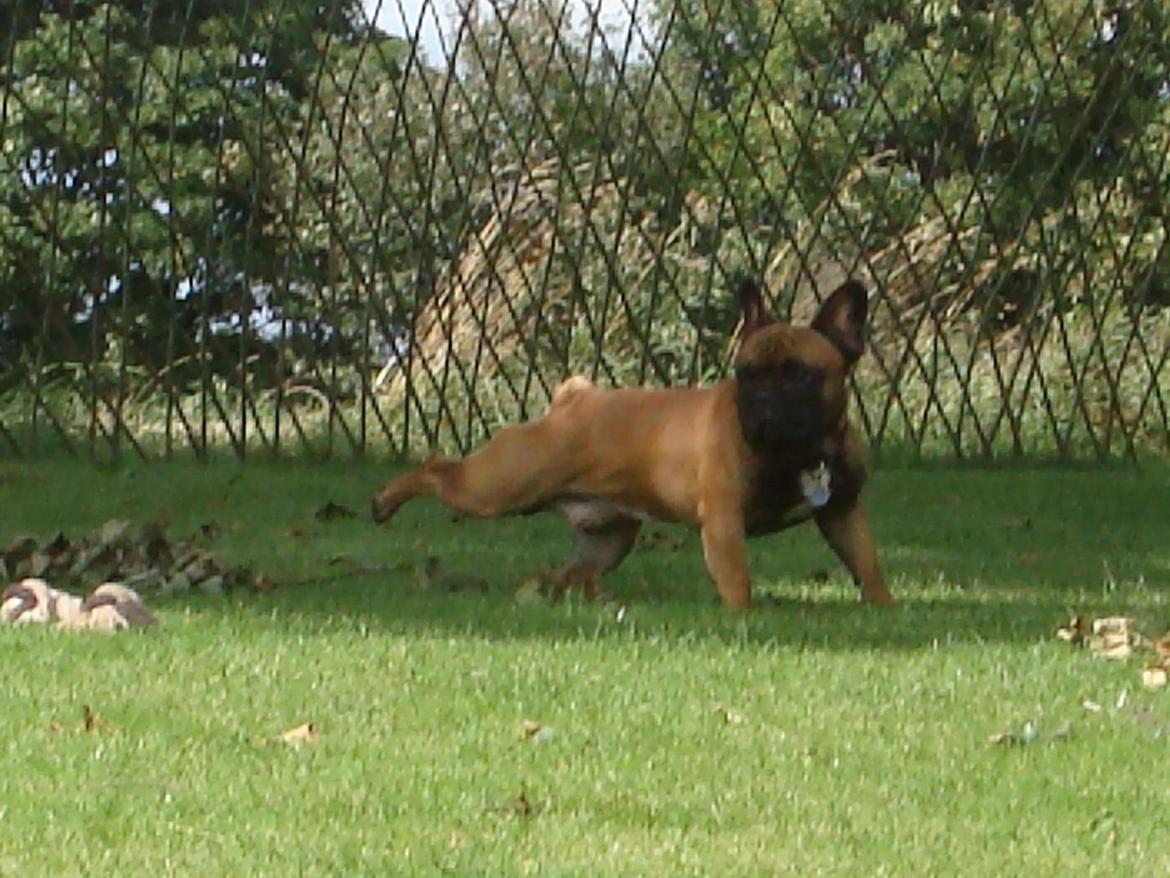 Fransk bulldog Knakker`s Dj billede 2