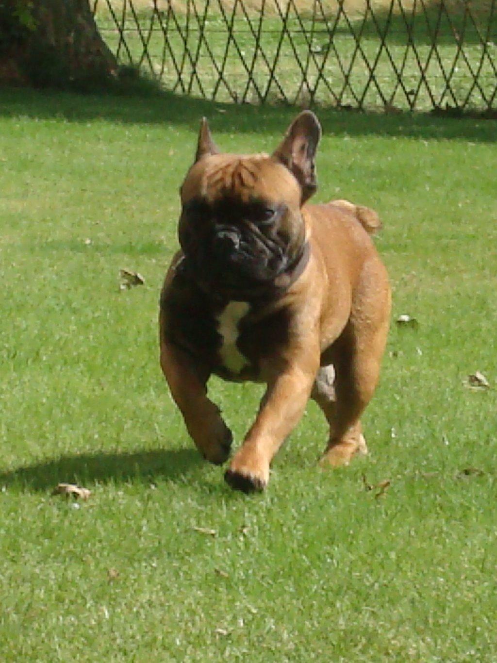 Fransk bulldog Knakker`s Dj billede 4