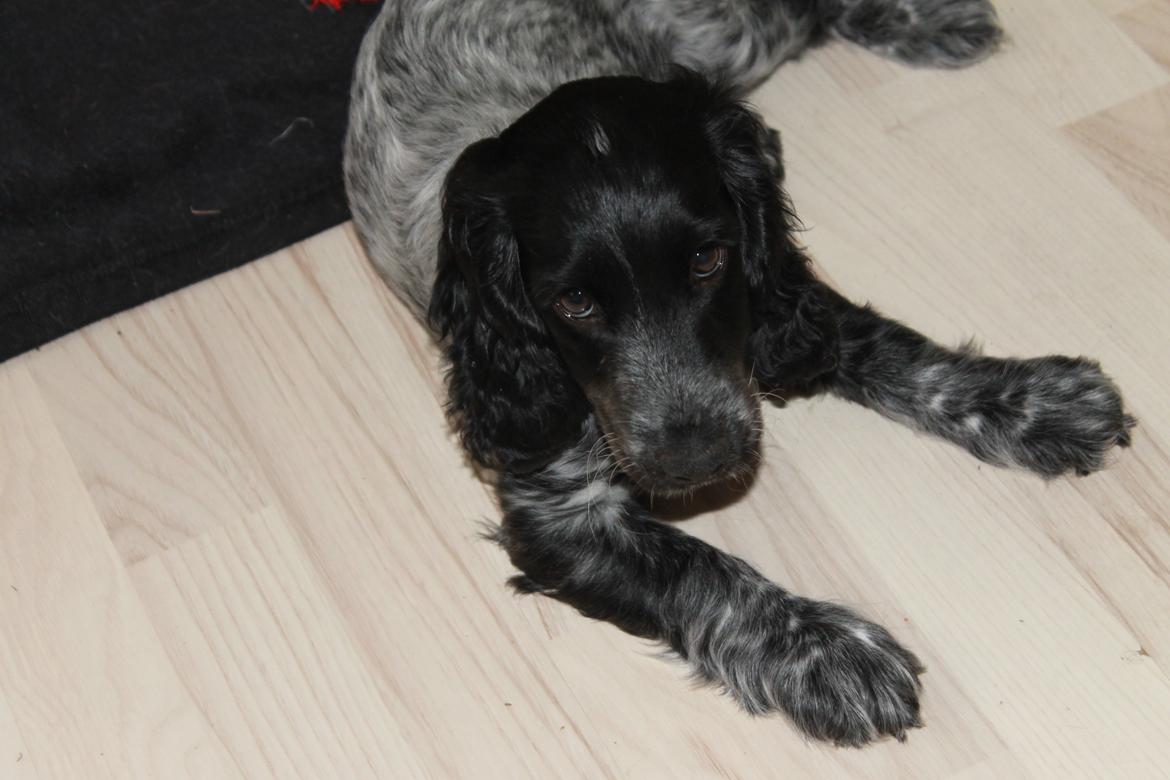 Cocker spaniel Luna <3 billede 26