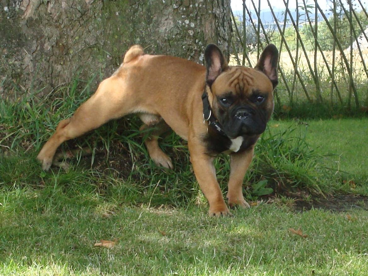 Fransk bulldog Knakker`s Dj billede 5