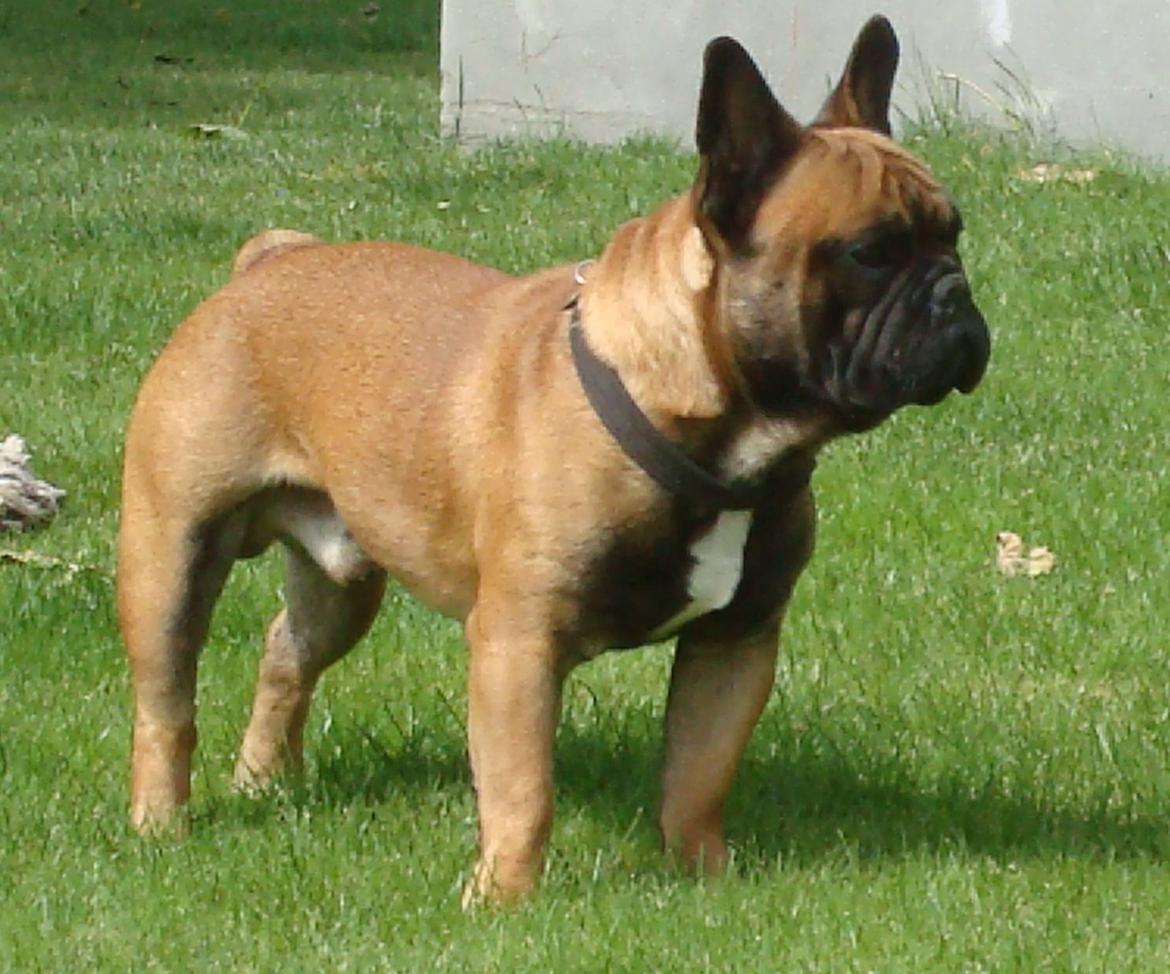 Fransk bulldog Knakker`s Dj billede 6