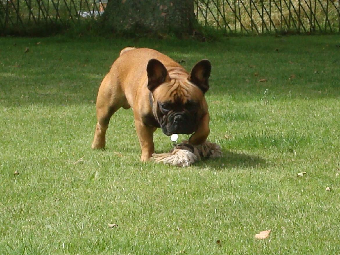 Fransk bulldog Knakker`s Dj billede 7