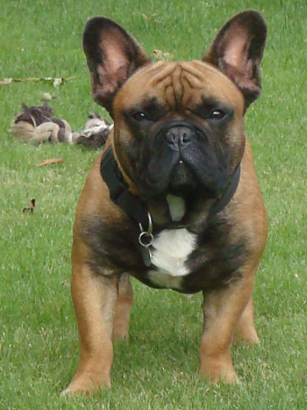 Fransk bulldog Knakker`s Dj - Knakker`s Dj billede 1