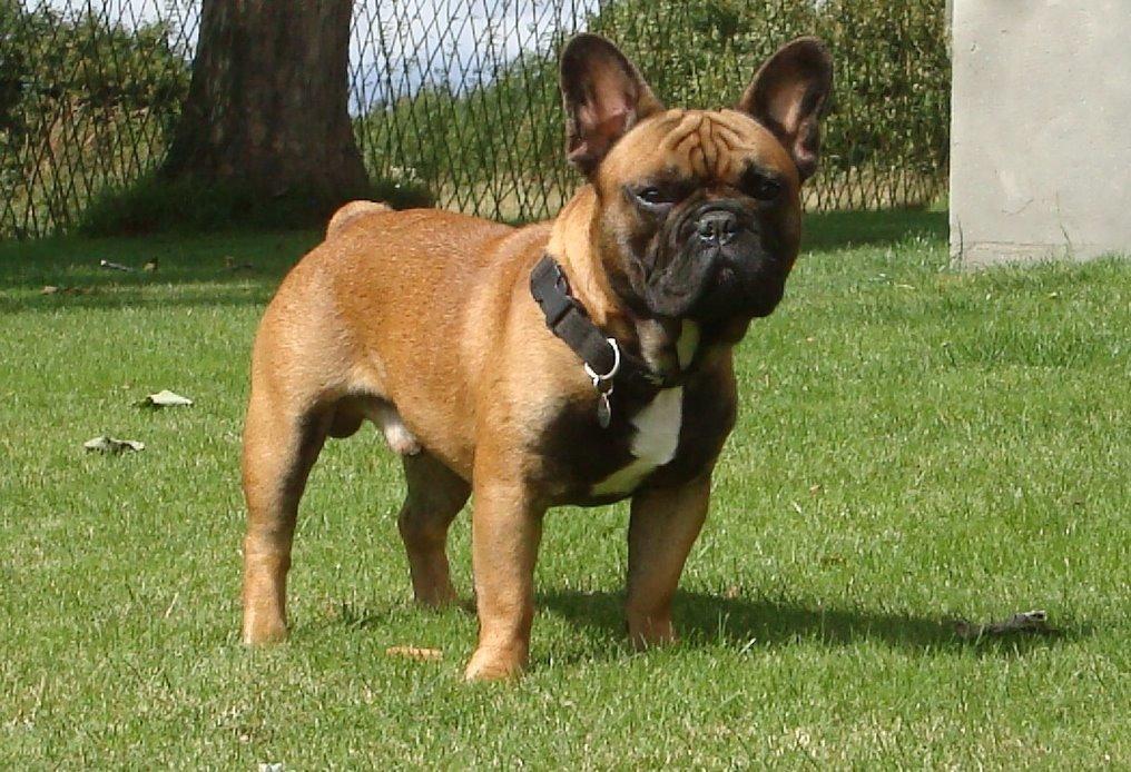 Fransk bulldog Knakker`s Dj billede 3