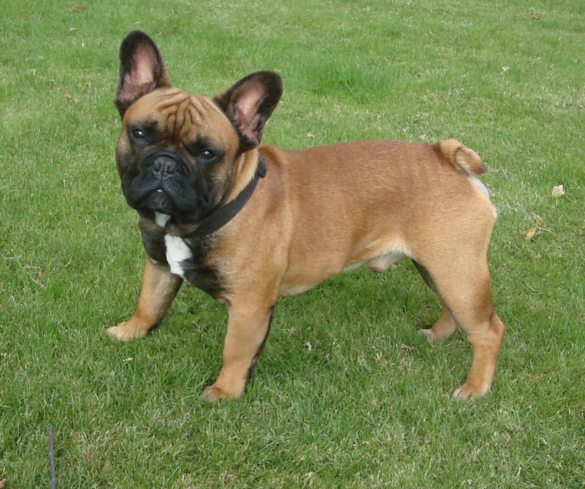 Fransk bulldog Knakker`s Dj billede 9