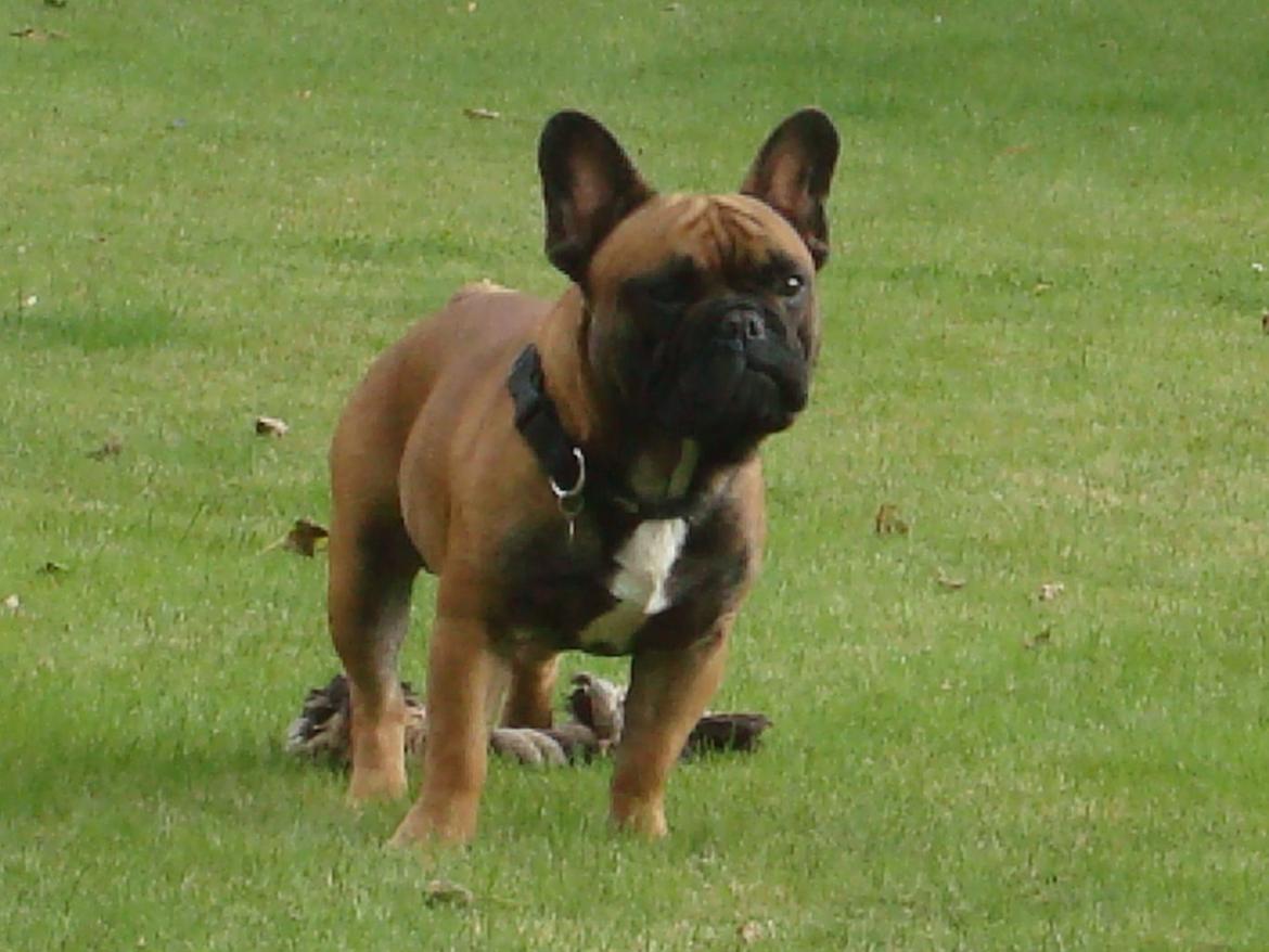 Fransk bulldog Knakker`s Dj billede 8