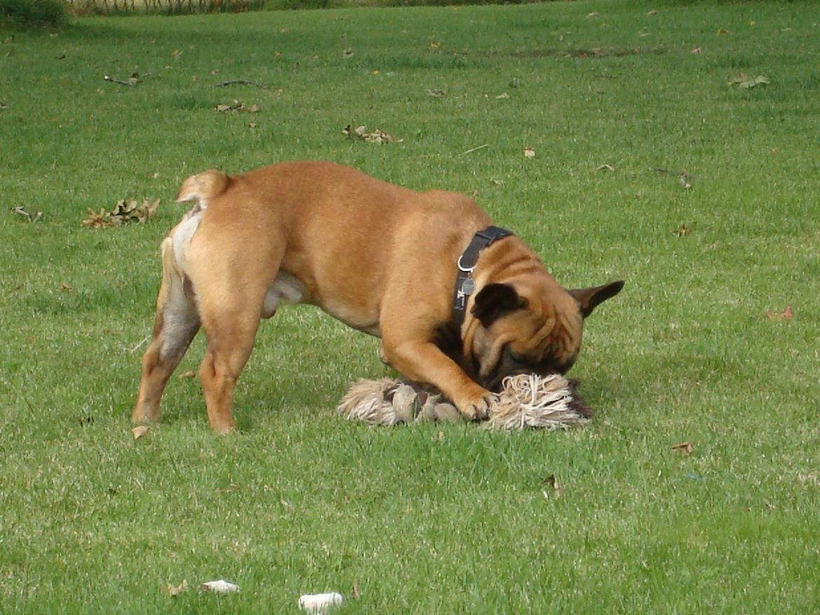 Fransk bulldog Knakker`s Dj billede 10