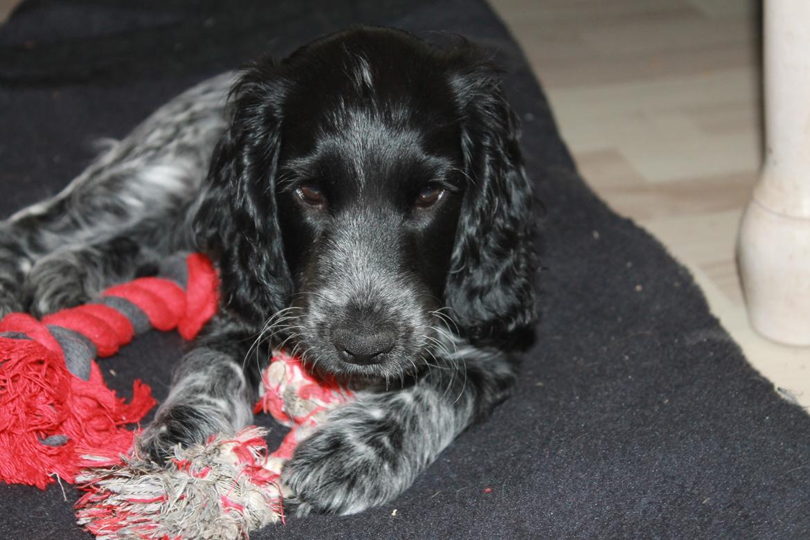 Cocker spaniel Luna <3 billede 27