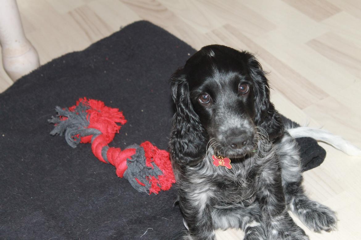 Cocker spaniel Luna <3 billede 28