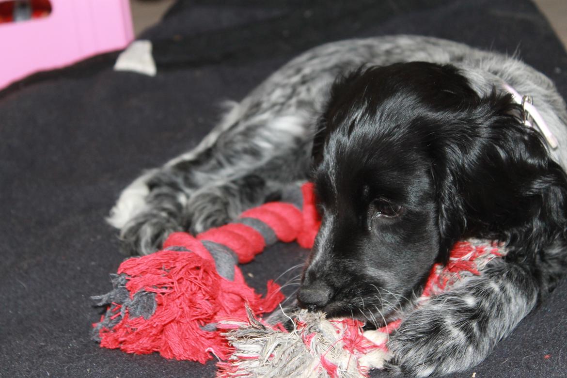 Cocker spaniel Luna <3 billede 29