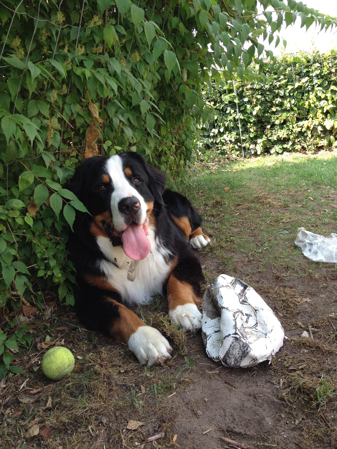 Berner sennenhund Max billede 25