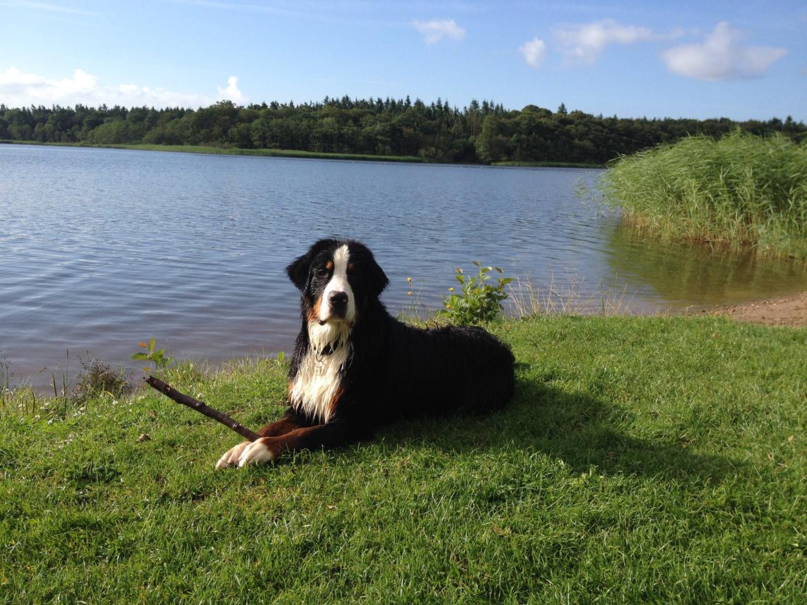 Berner sennenhund Max billede 27