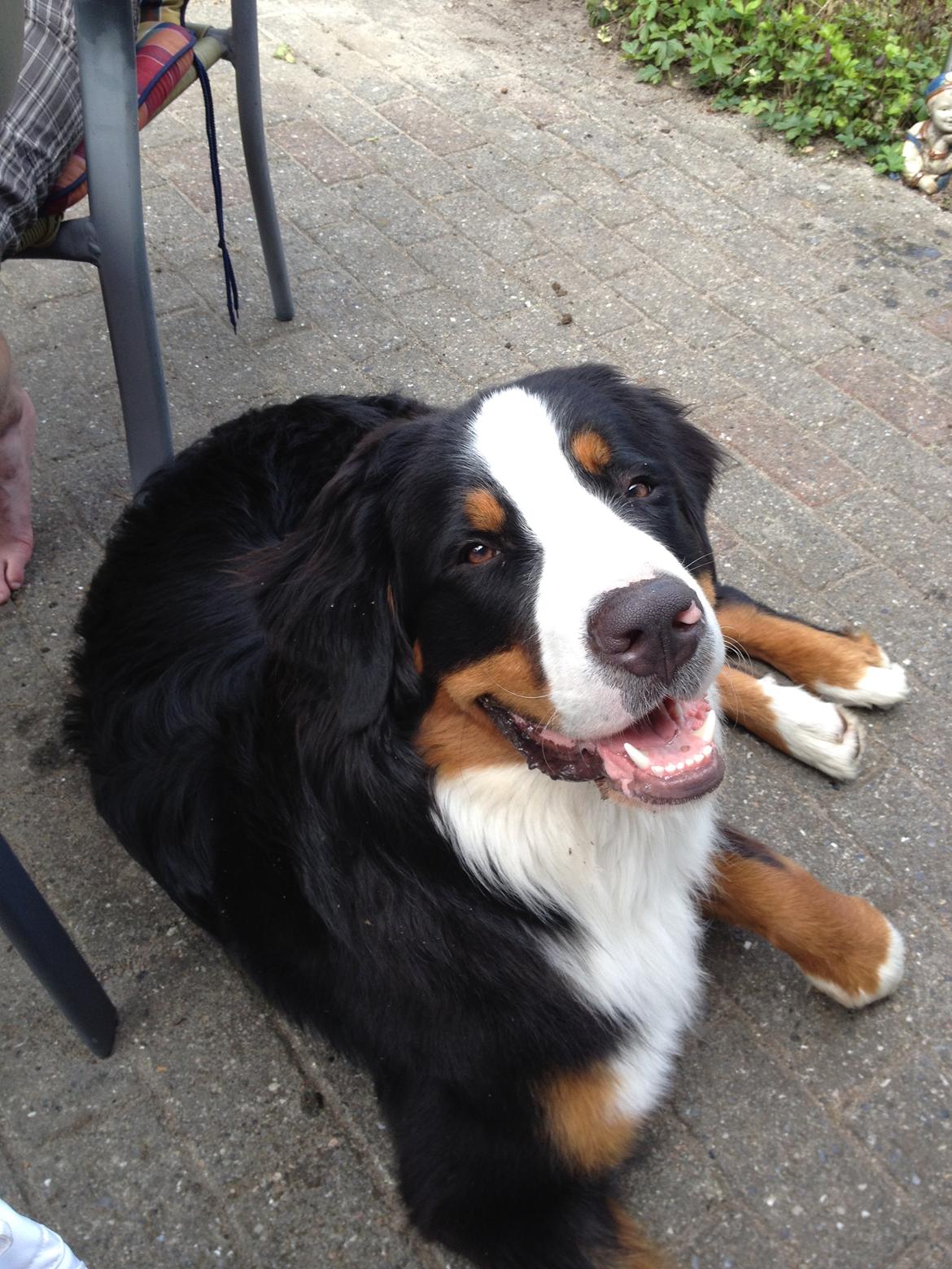 Berner sennenhund Max billede 28