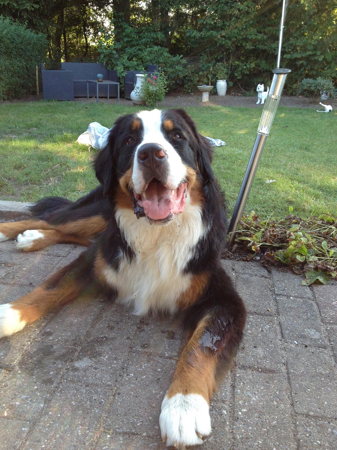 Berner sennenhund Max billede 29