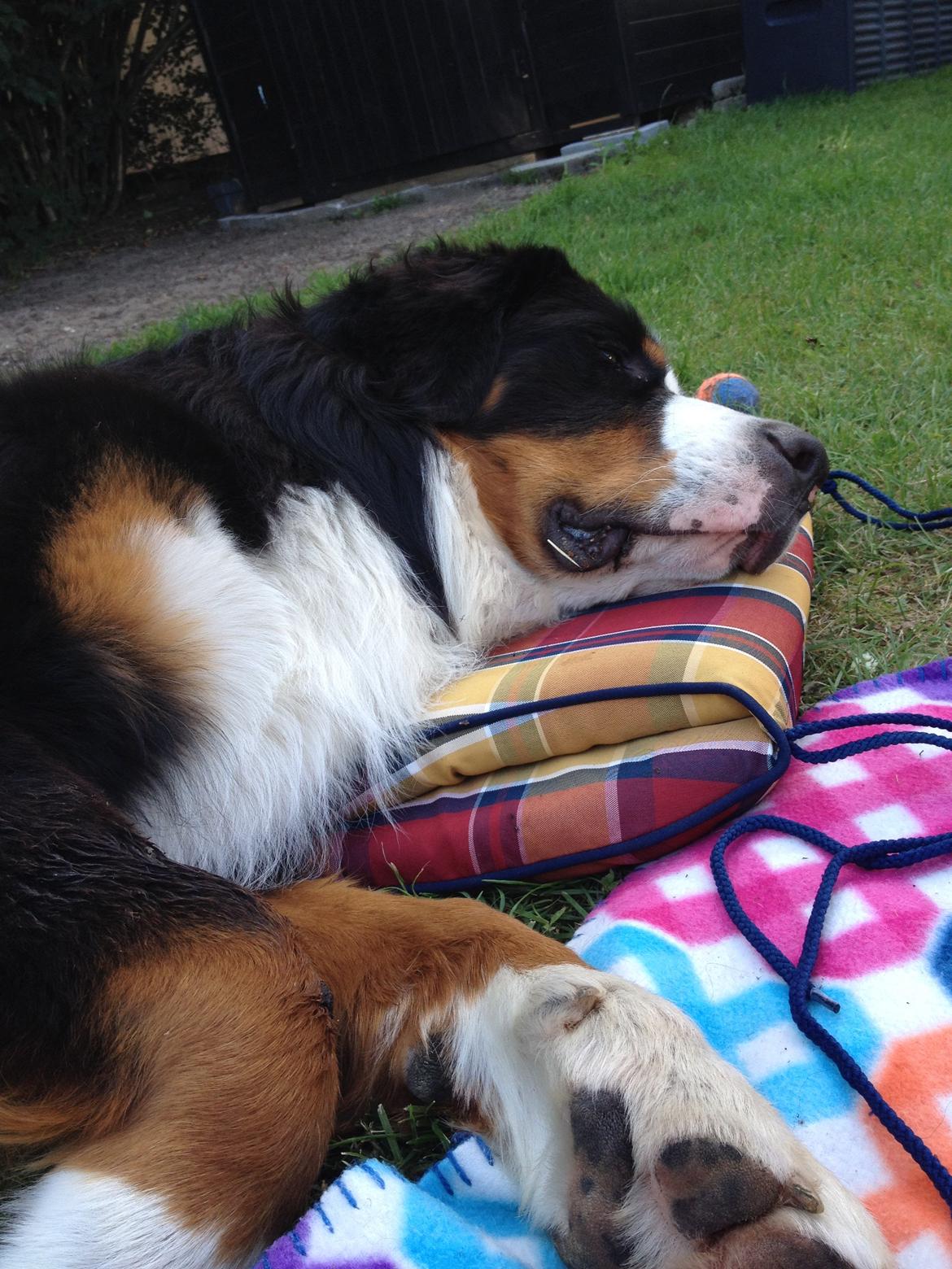 Berner sennenhund Max billede 30