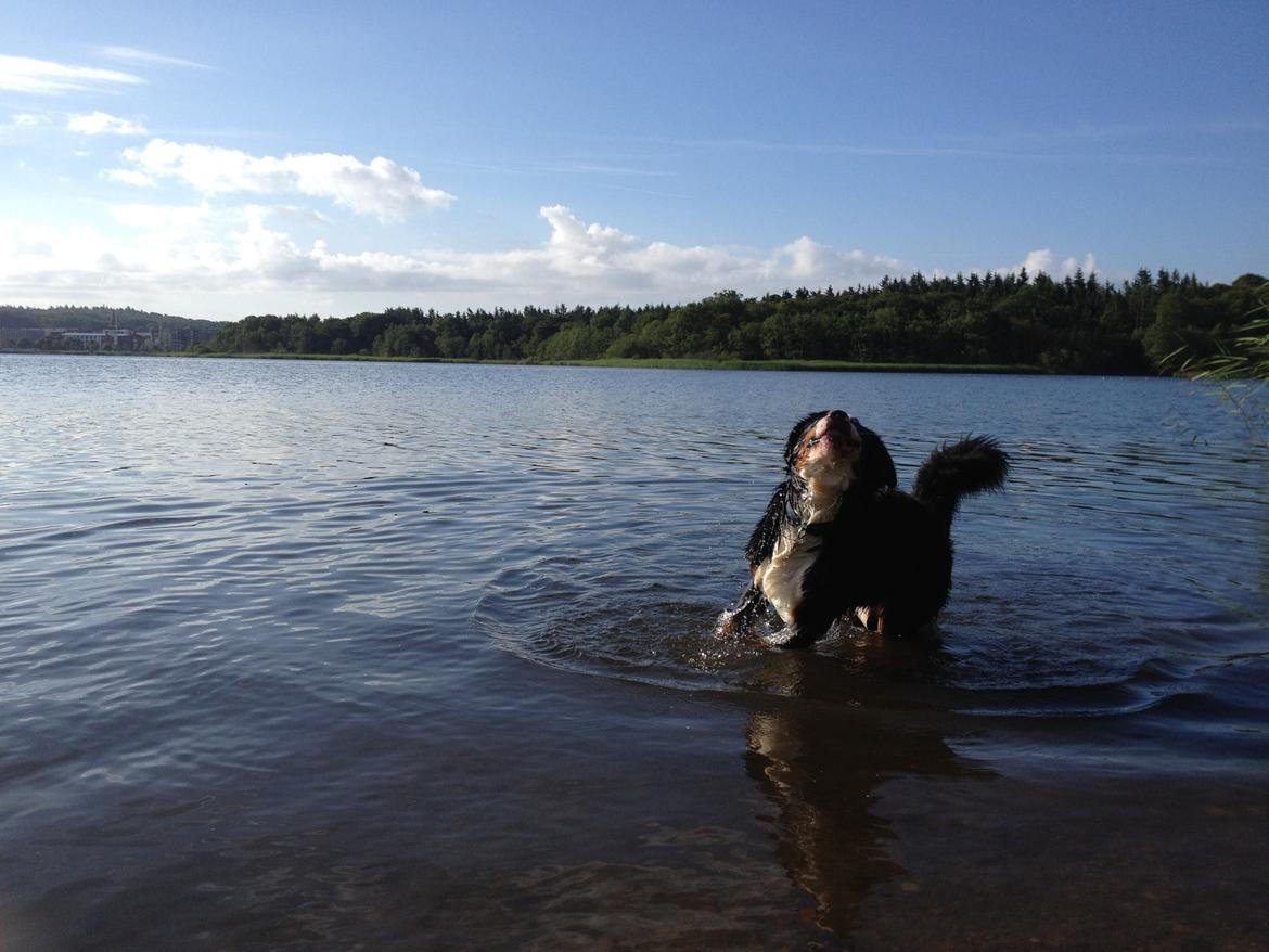 Berner sennenhund Max billede 26