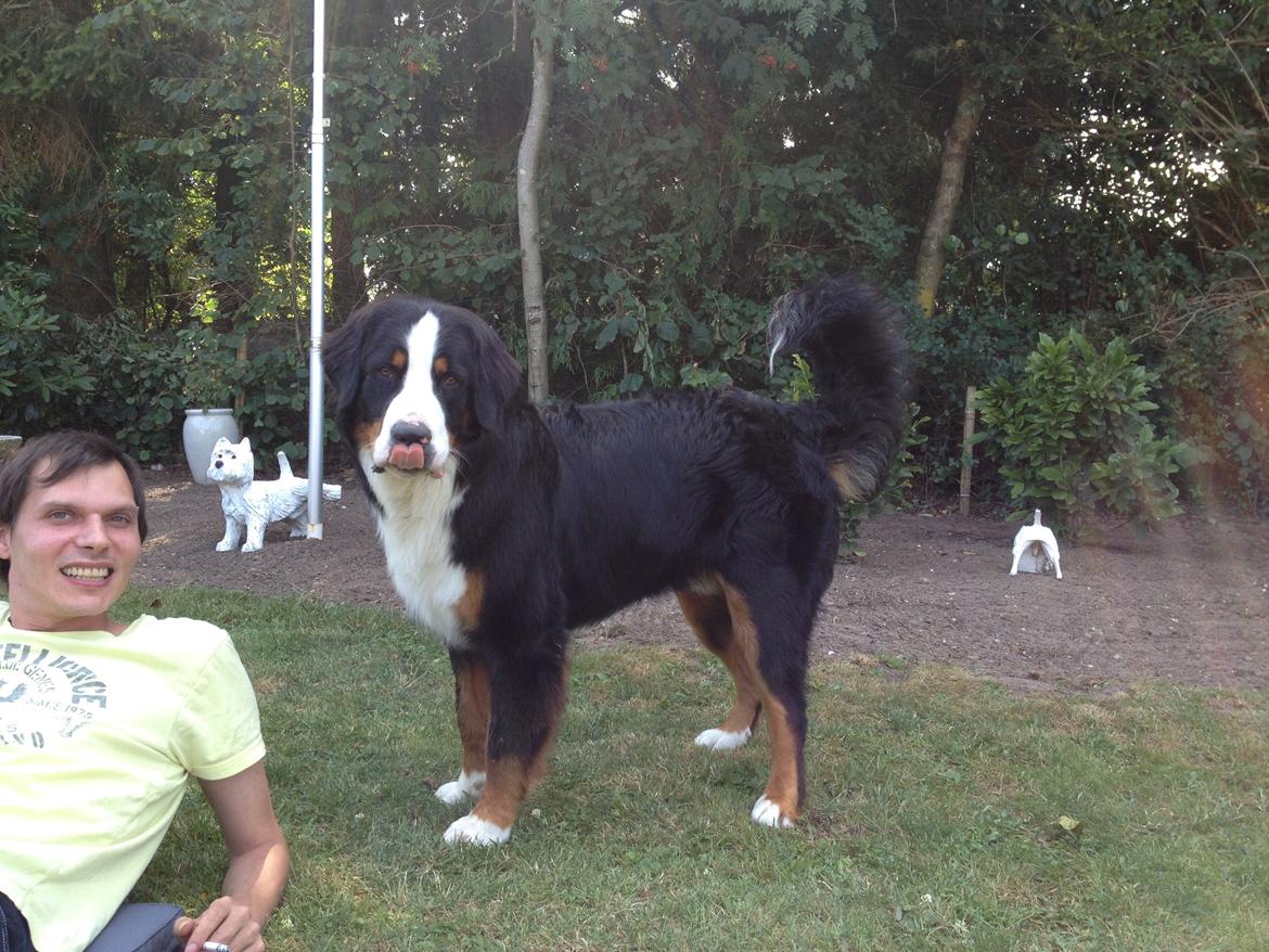 Berner sennenhund Max billede 31