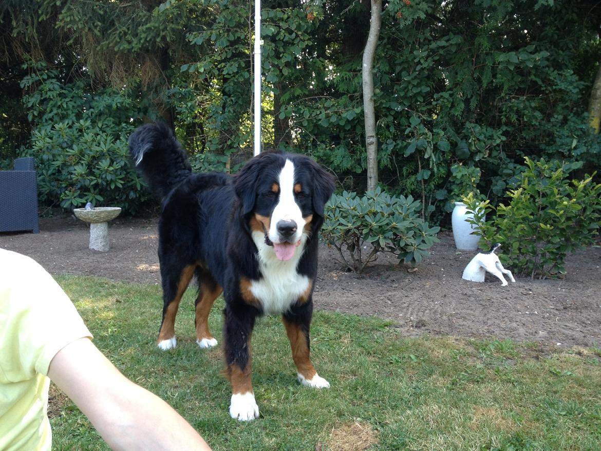 Berner sennenhund Max billede 32