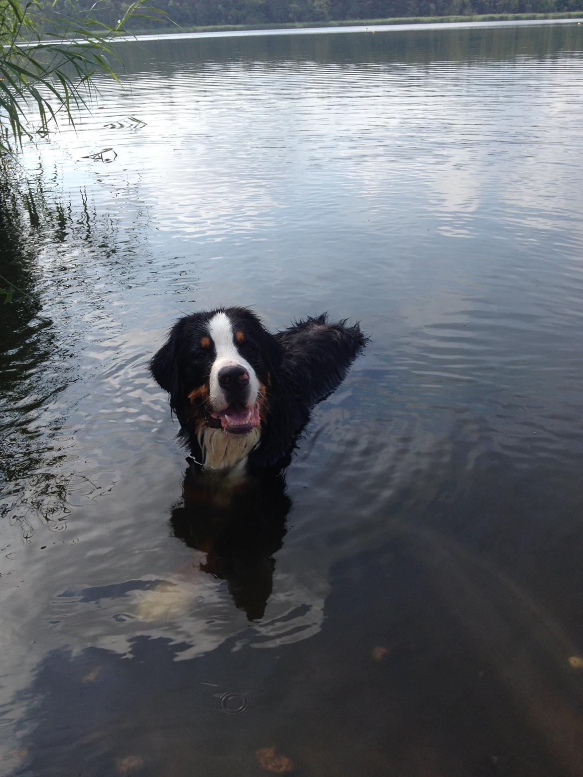 Berner sennenhund Max billede 34