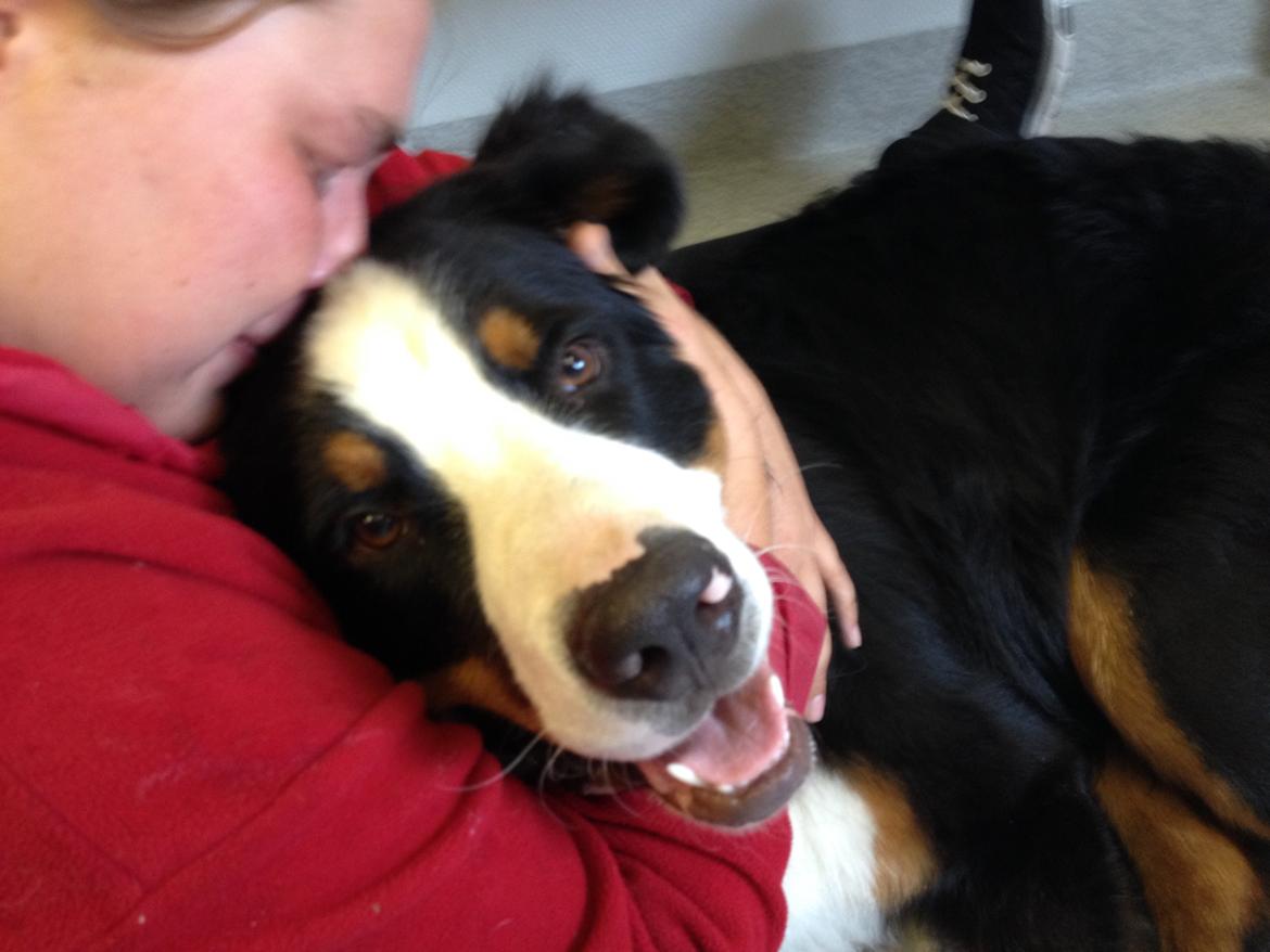 Berner sennenhund Max - Det allersidste kys <3 Du sov stille ind i mine arme, hvor du havde det bedst <3 <3 billede 35