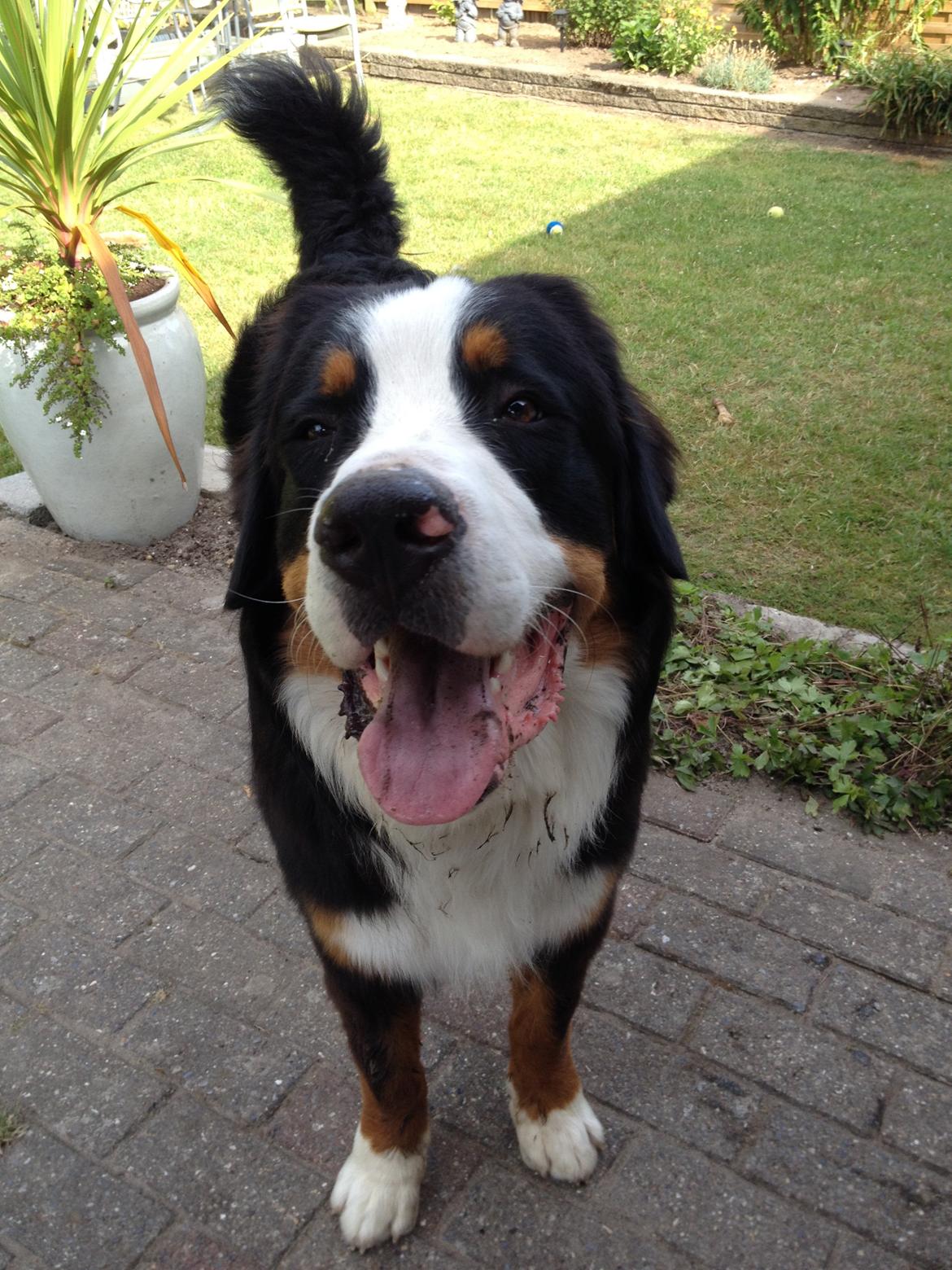 Berner sennenhund Max billede 33
