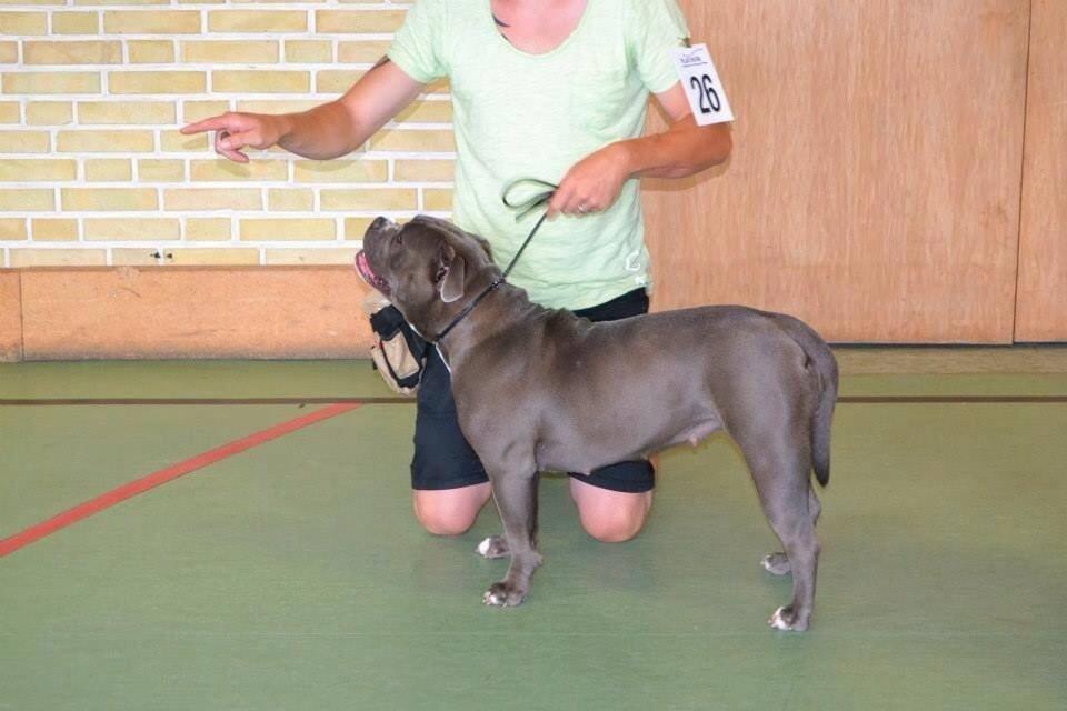 Olde english bulldogge GroovyBulls Marylin Monroe (Amiee) billede 22