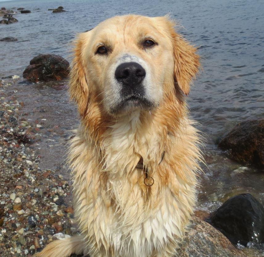 Blanding af racer Balder Himmelhund  billede 2