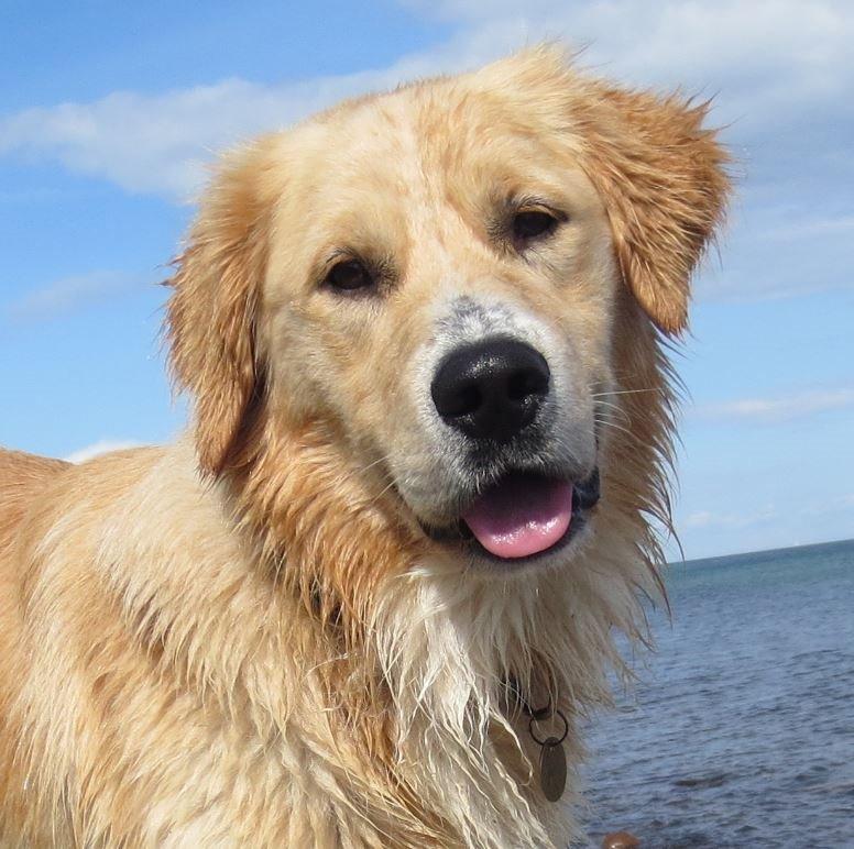 Blanding af racer Balder Himmelhund  billede 4