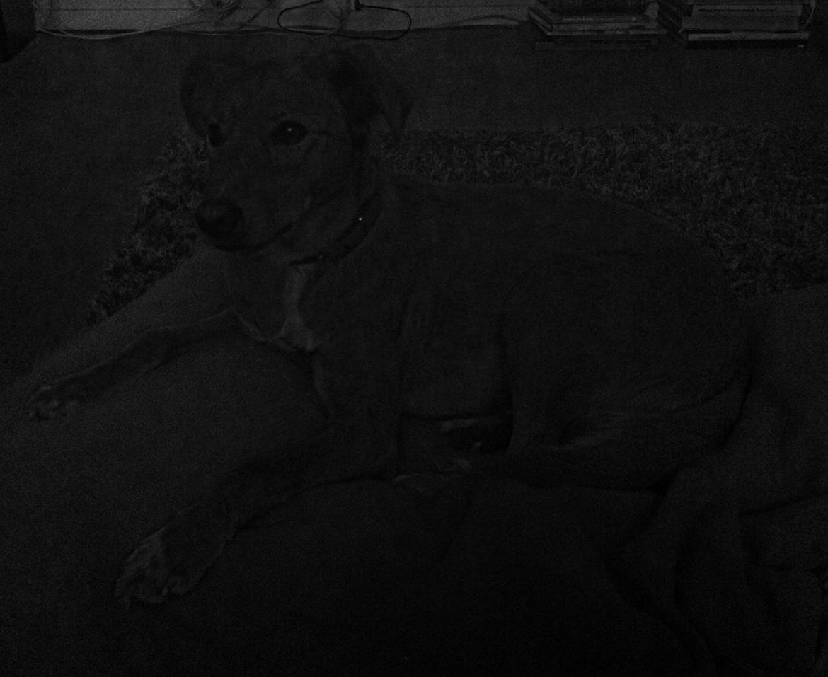 Blanding af racer Billy billede 10