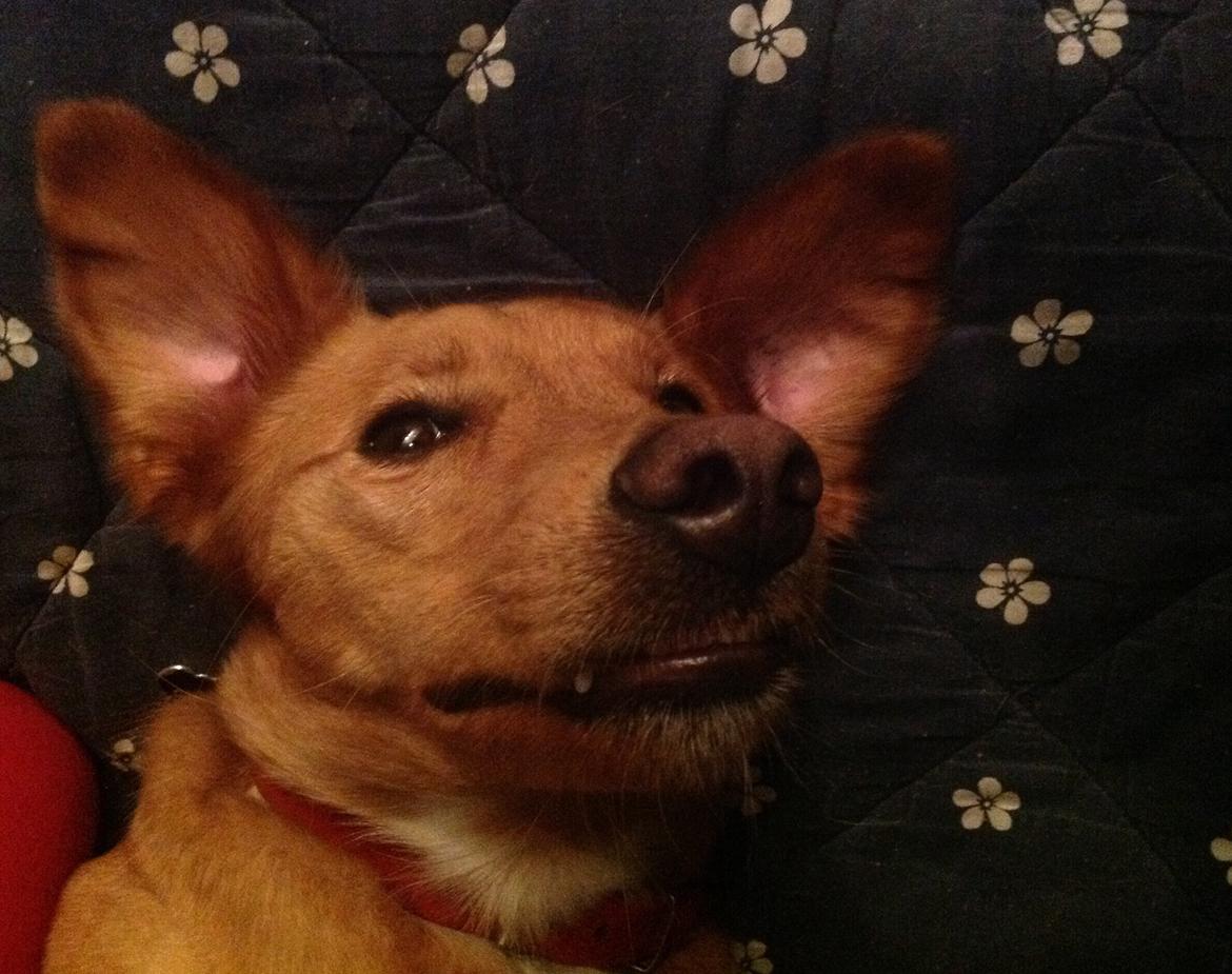 Blanding af racer Billy billede 17