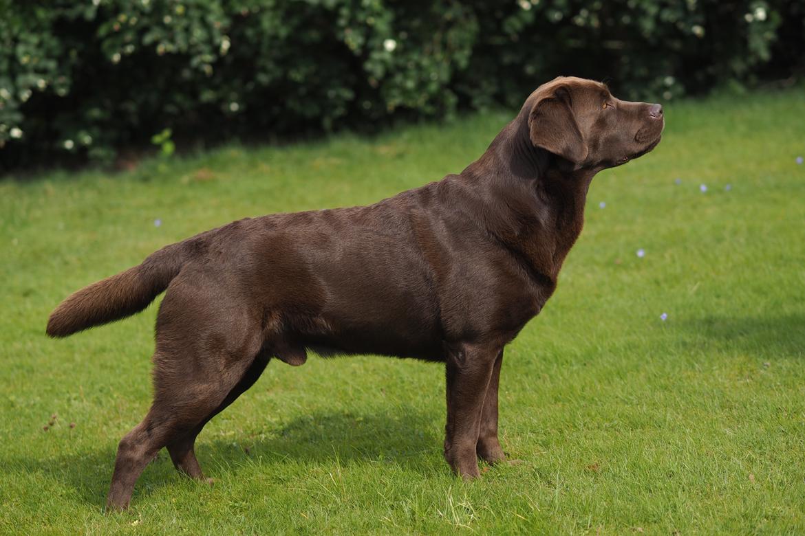 Labrador retriever Kanda Ka-Noa Sylvester billede 1