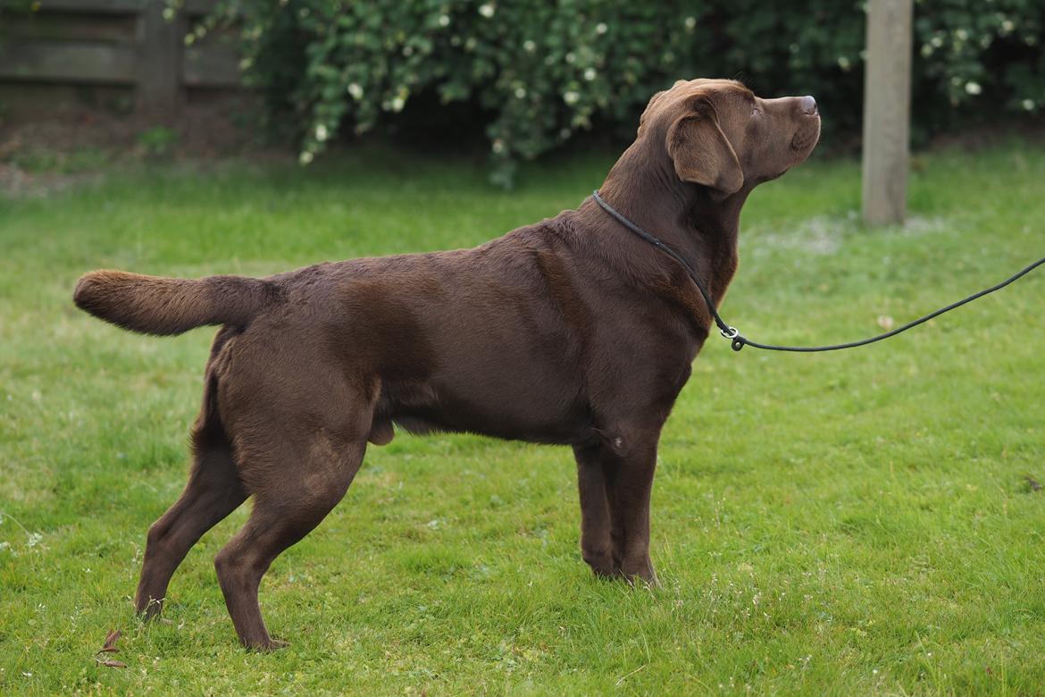 Labrador retriever Kanda Ka-Noa Sylvester billede 2