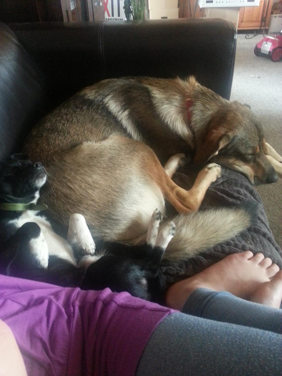 Blanding af racer Misha billede 5