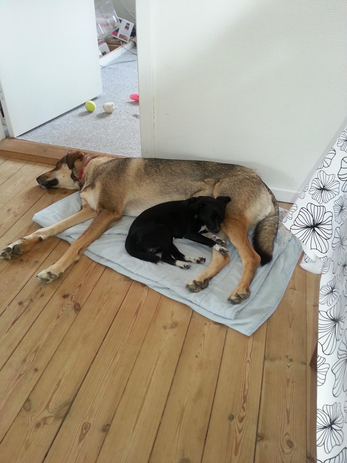 Blanding af racer Misha billede 6