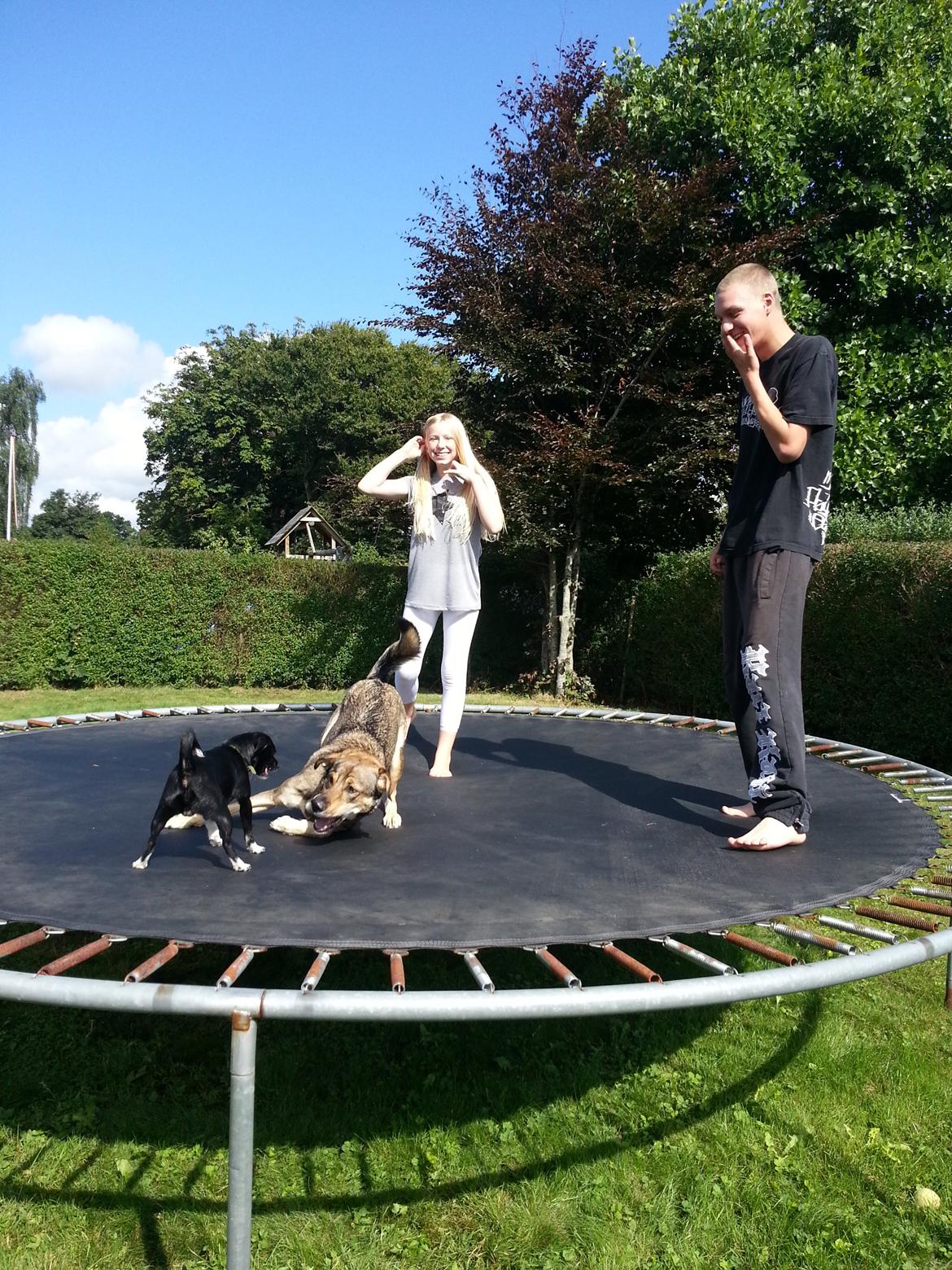 Blanding af racer Misha billede 7