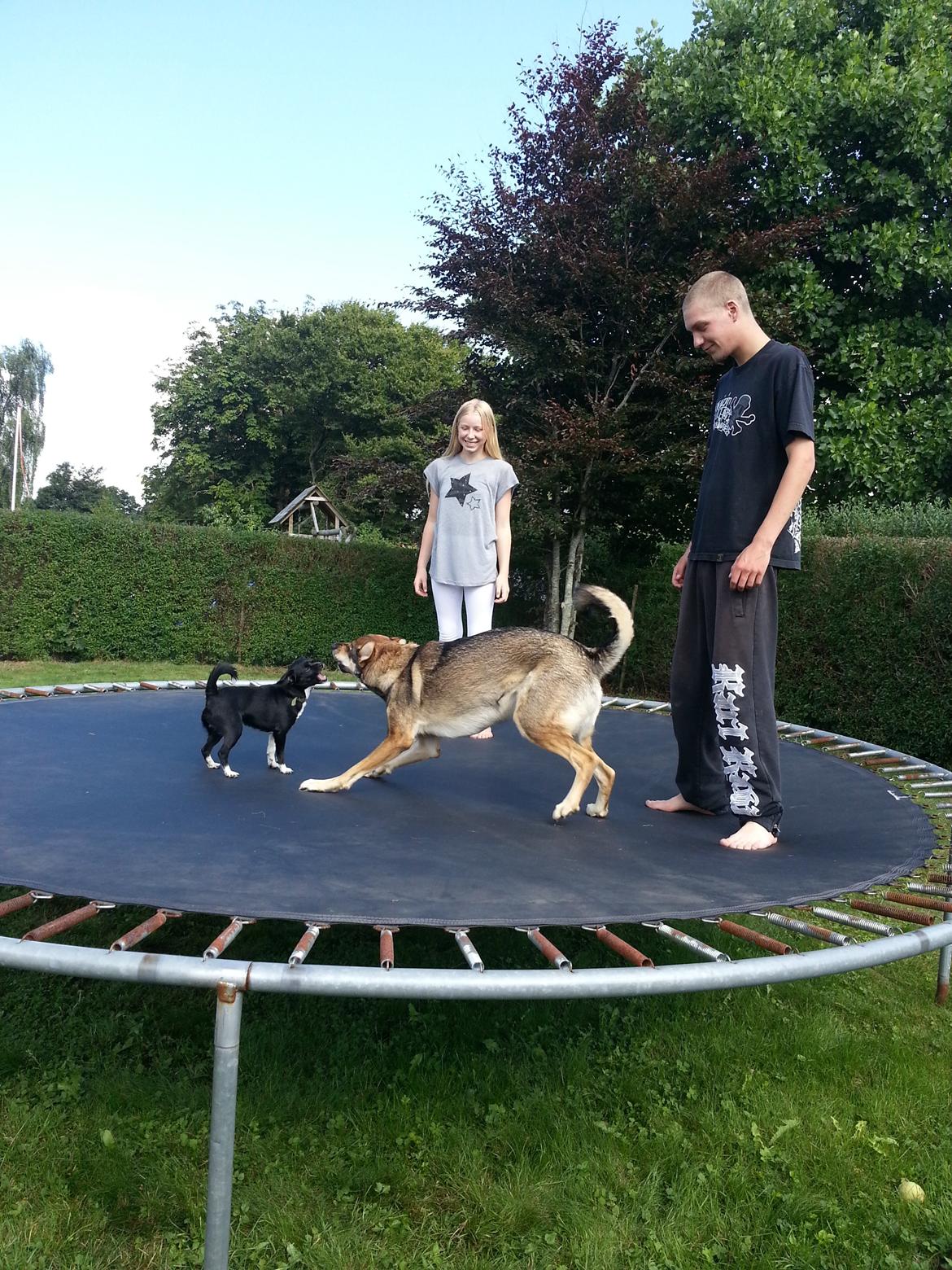 Blanding af racer Misha billede 9