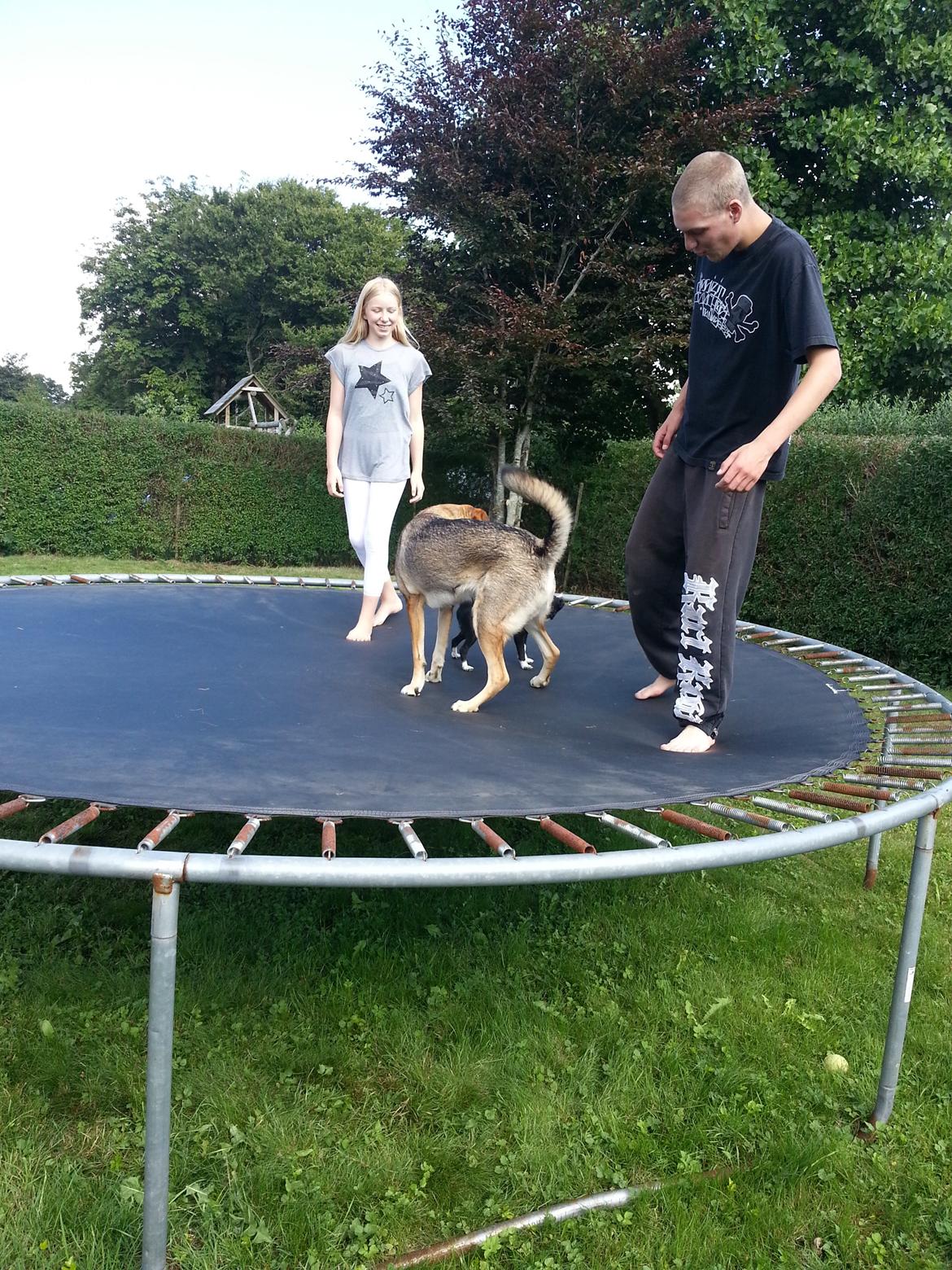 Blanding af racer Misha billede 10