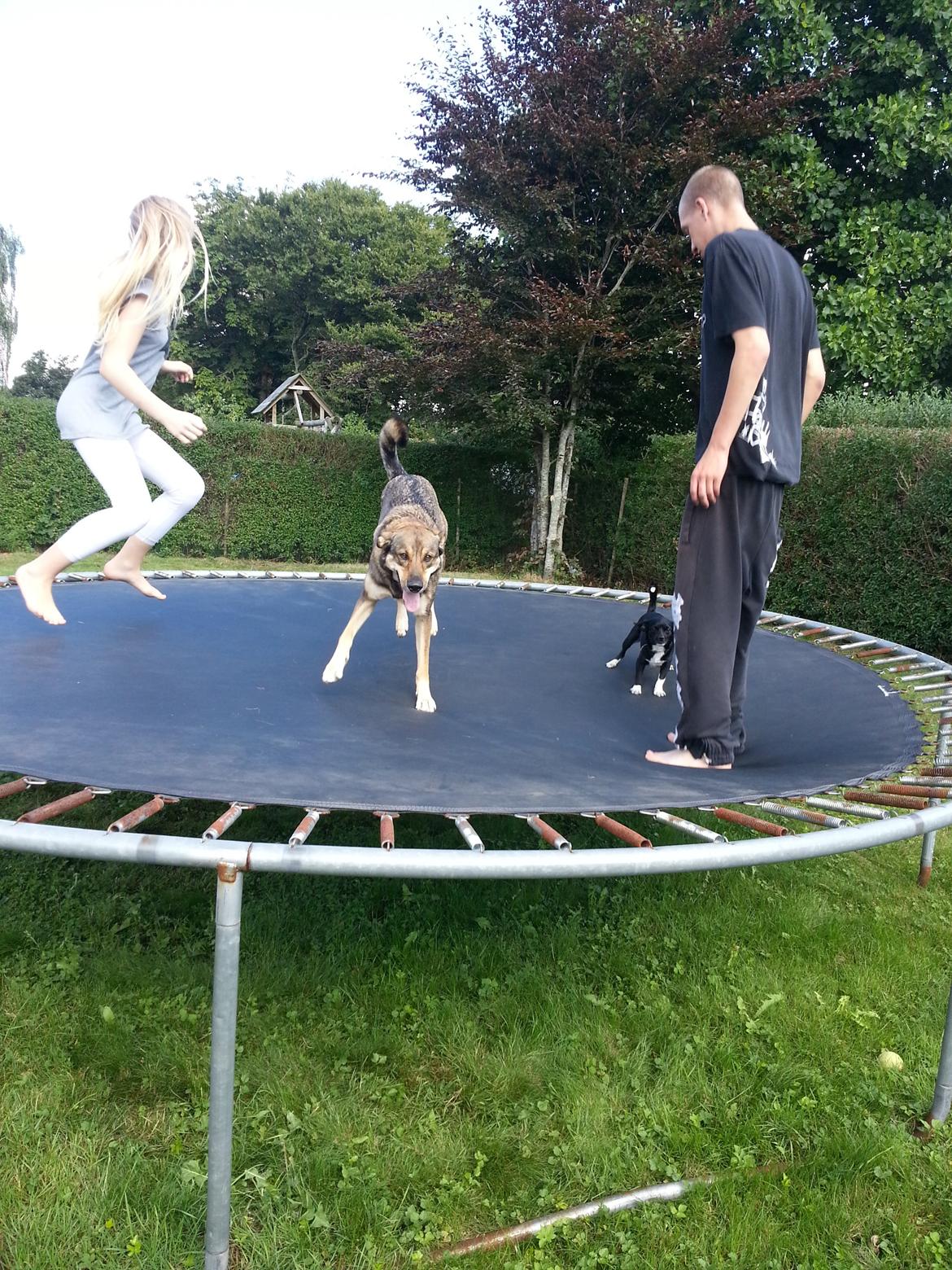 Blanding af racer Misha billede 11