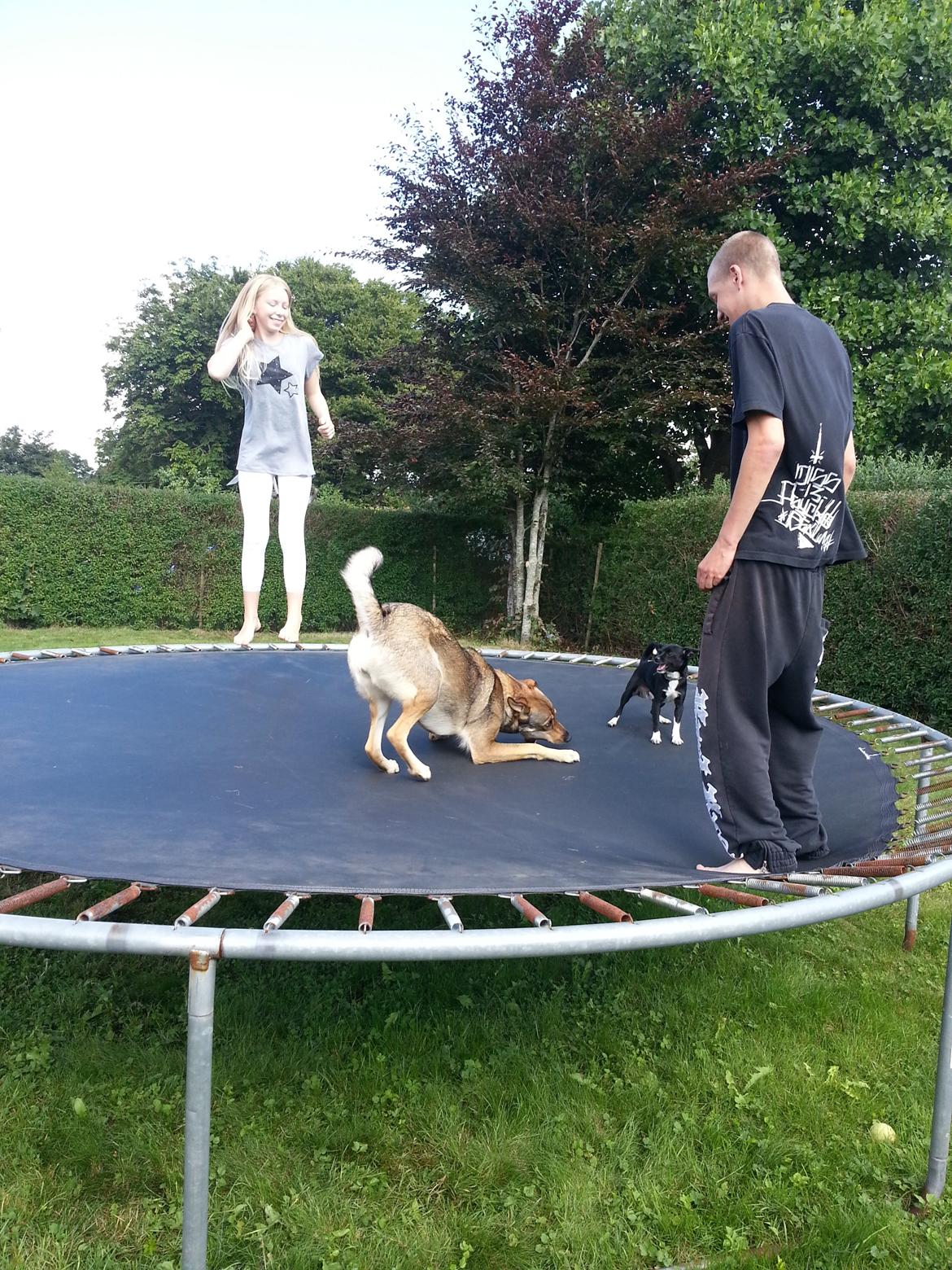 Blanding af racer Misha billede 12