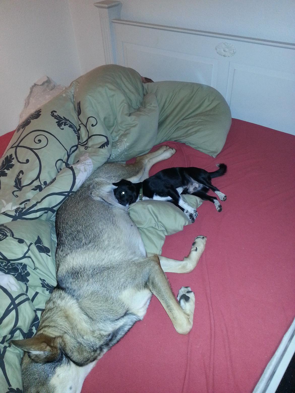 Blanding af racer Misha billede 13