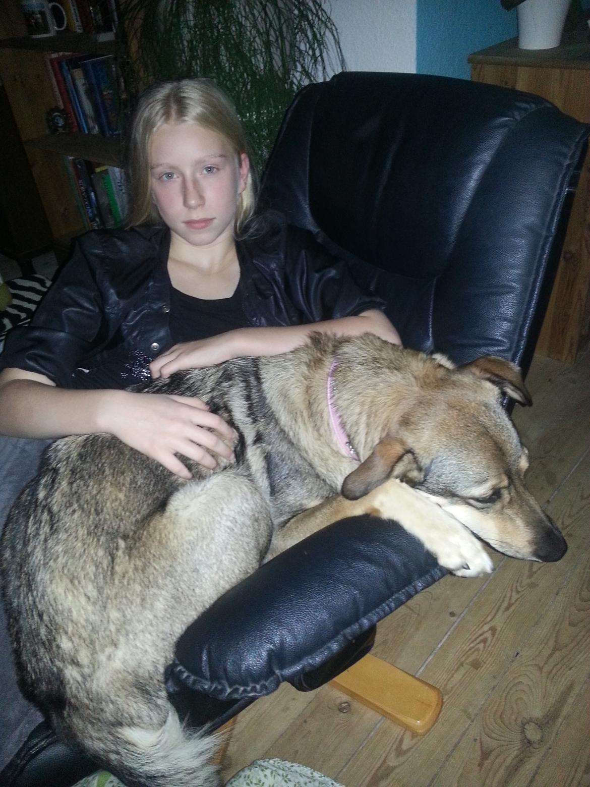 Blanding af racer Misha billede 14