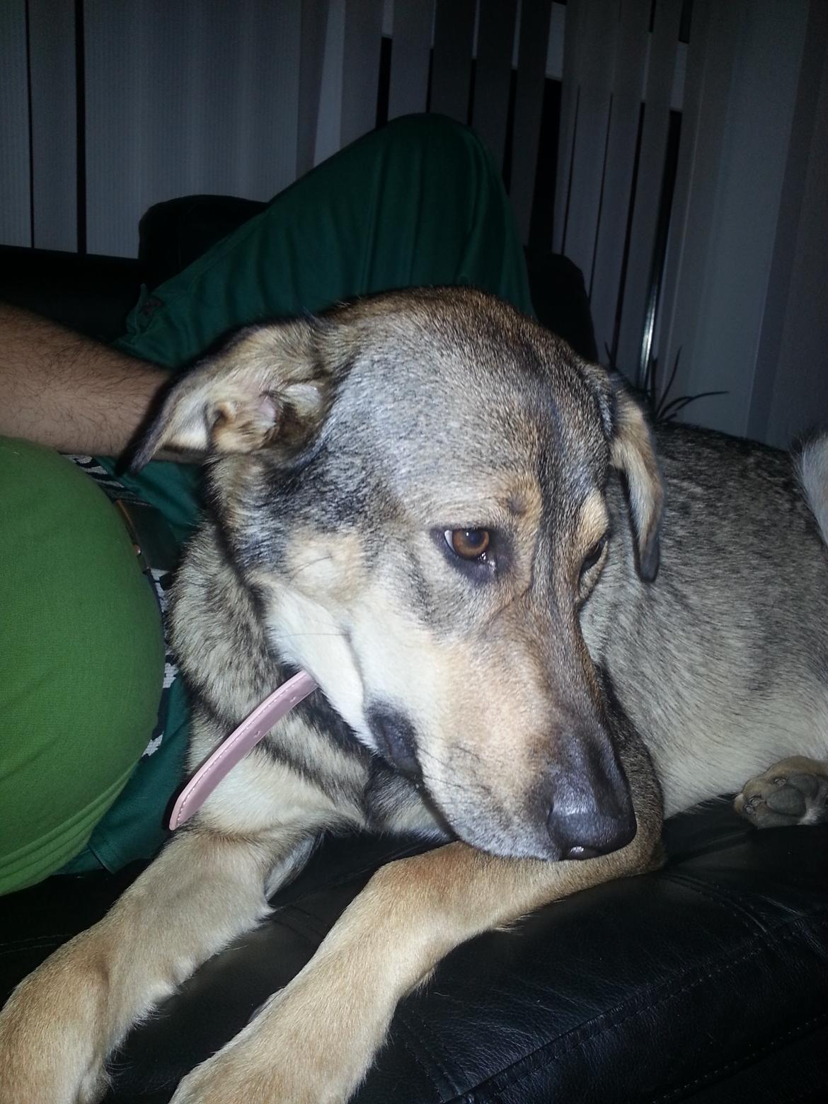 Blanding af racer Misha billede 15