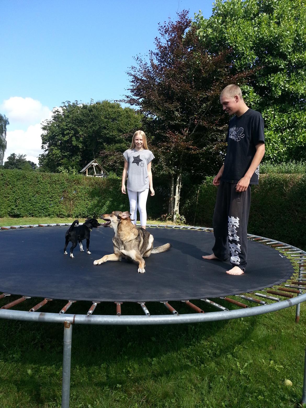 Blanding af racer Misha billede 8