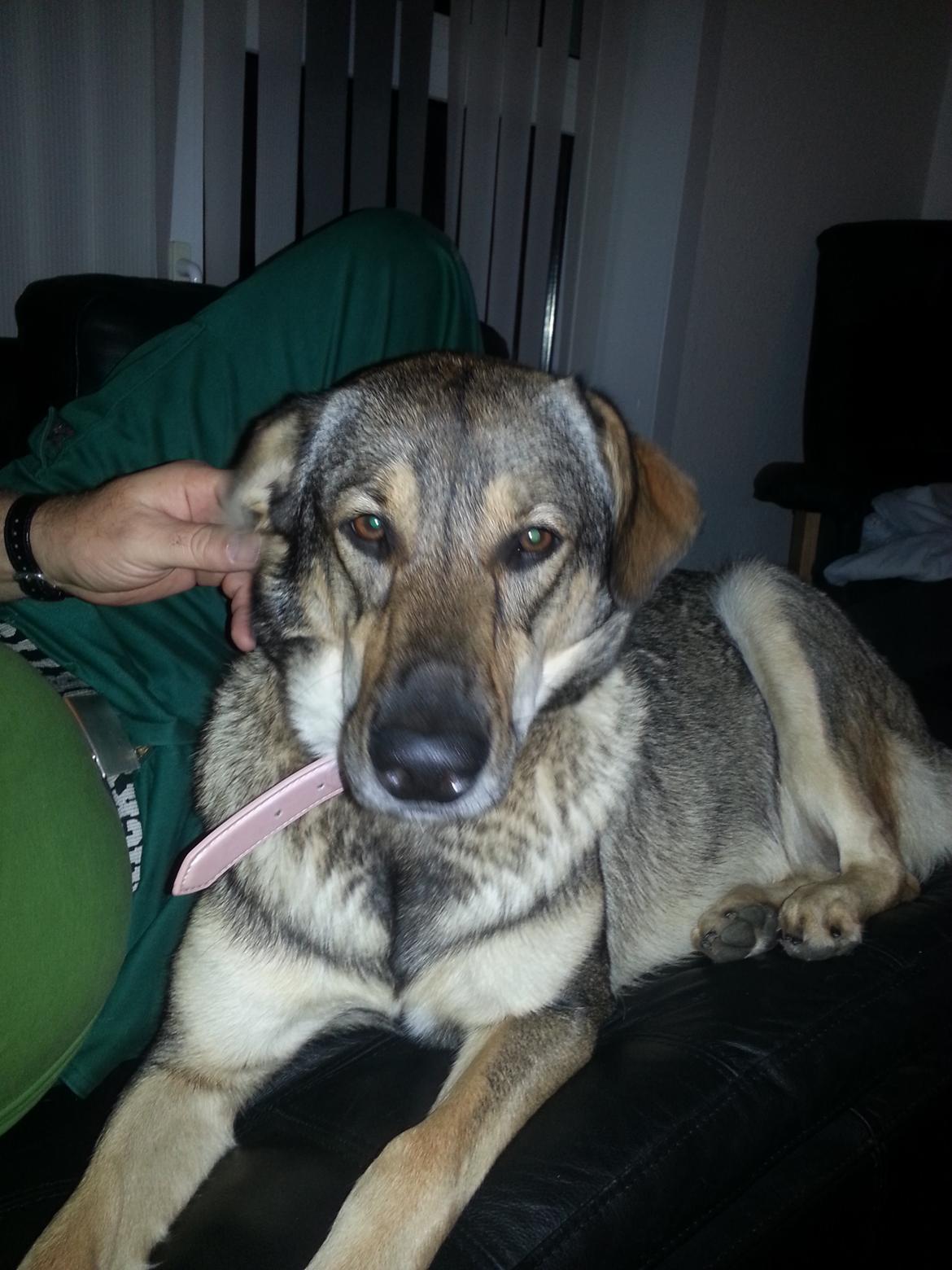 Blanding af racer Misha billede 17