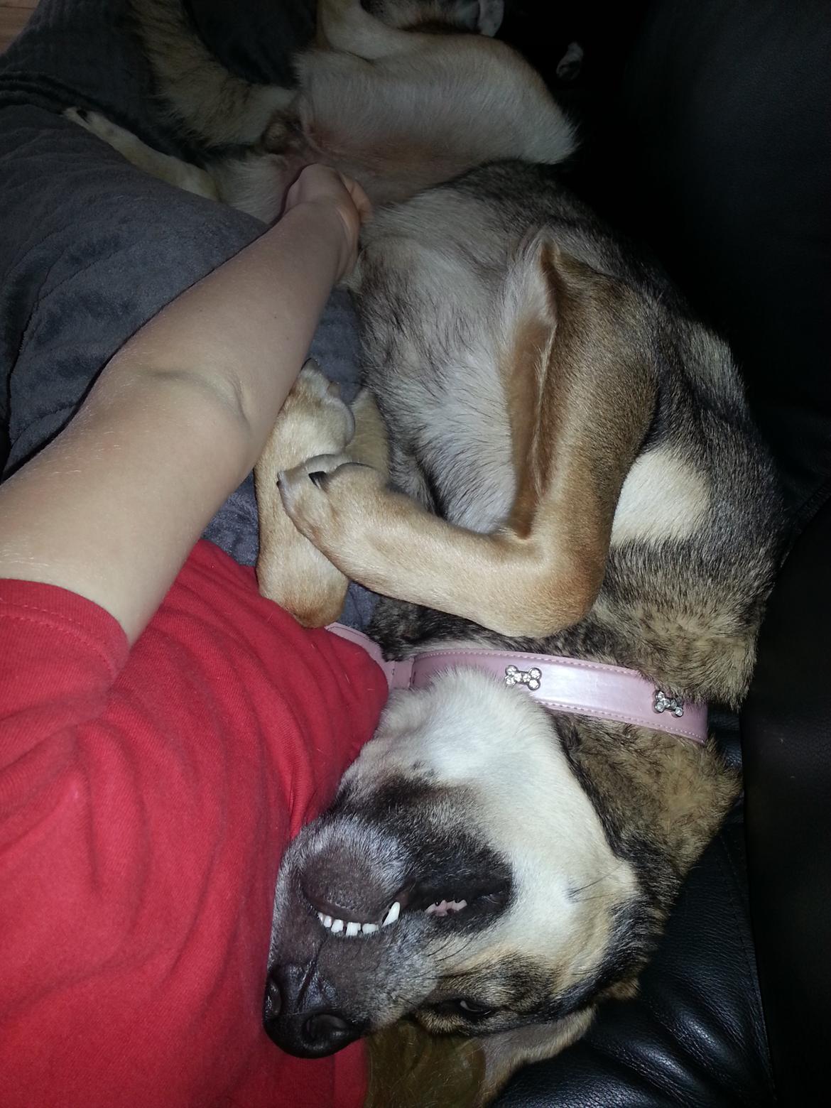 Blanding af racer Misha billede 18