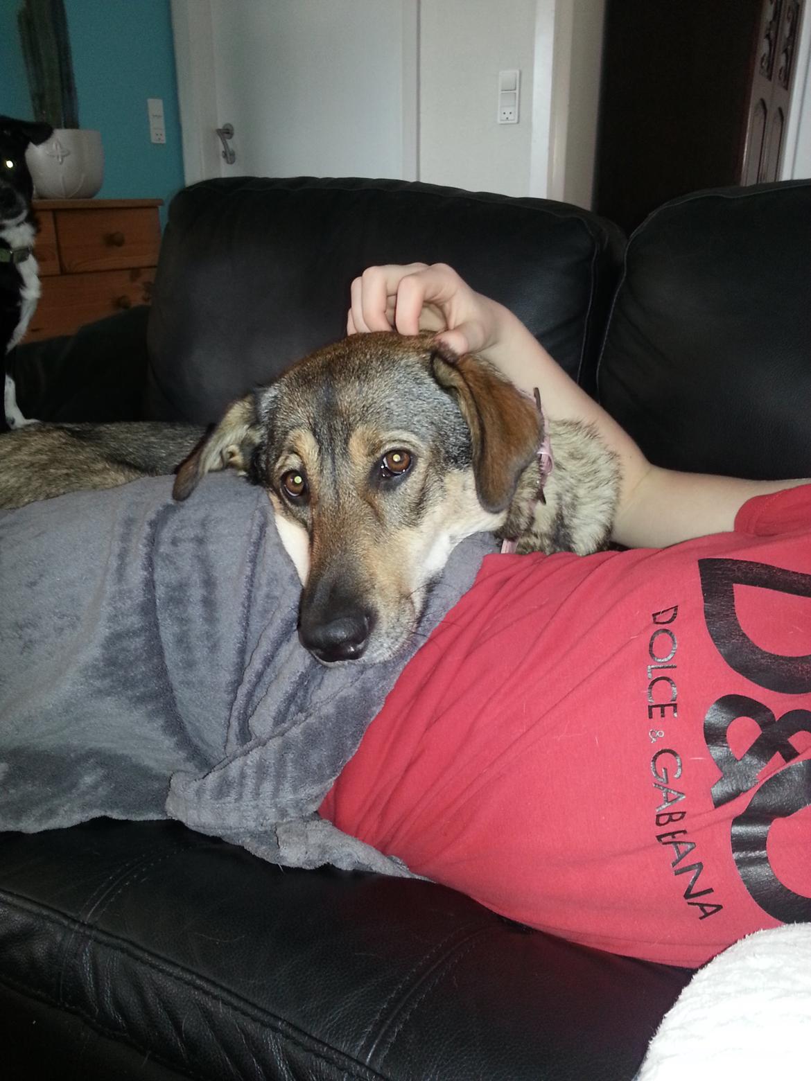 Blanding af racer Misha billede 2